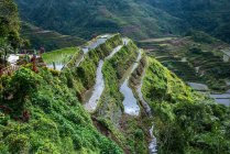 Elevated view of rice paddy — Stock Photo