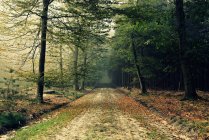 Route sale dans la forêt — Photo de stock
