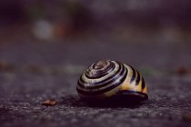 Snail Shell, close up view — Stock Photo