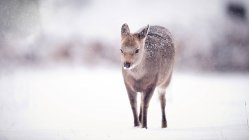 Олень біжить у снігу — стокове фото