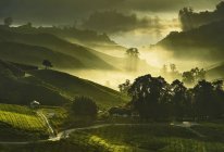 Чайні плантації з туманом і ранковим сонячним світлом — стокове фото