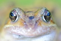 Вид спереду жаби — стокове фото