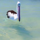 Пеликанское плавание в море — стоковое фото