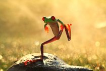 Забавная танцующая лягушка — стоковое фото