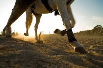 Скачущие по полю лошади — стоковое фото