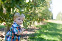 Мальчик ворует яблоки — стоковое фото