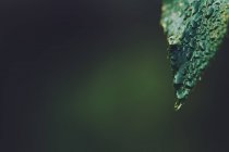 Ponta de folha coberta de gotas de água — Fotografia de Stock