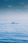 Cola de ballena jorobada - foto de stock