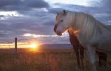 Islândia, Cavalos em pastagem — Fotografia de Stock