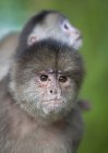 Macaco mãe com seu filho — Fotografia de Stock