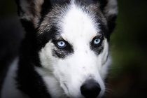 Cão Husky com olhos azuis pálidos — Fotografia de Stock