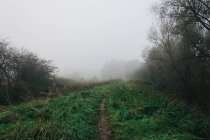 Chemin de randonnée dans le brouillard à Forest — Photo de stock