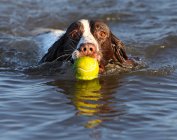 Cão busca bola de tênis — Fotografia de Stock