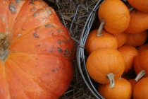 Big pumpkin and small pumpkins in basket — Stock Photo