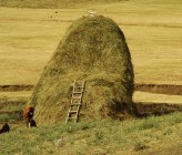 Лестница на огромном стоге сена — стоковое фото