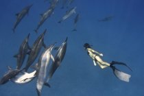 Havaí, mergulhador livre observando golfinhos — Fotografia de Stock