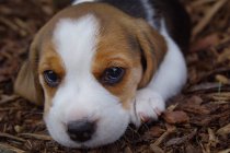 Beagle puppy lying on ground — Stock Photo