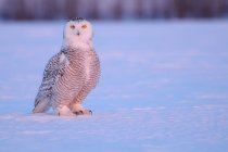 Portrait of snowy owl — Stock Photo