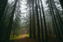 O caminho vazio através da floresta — Fotografia de Stock