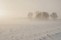 Árboles desnudos en el campo cubierto de nieve - foto de stock