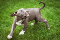 American bully puppy playing — Stock Photo