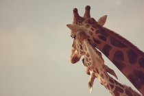 Zwei Giraffenköpfe — Stockfoto
