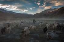 Changpa nomad grazing herd — Stock Photo