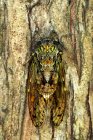 Italy, Cicada on tree — Stock Photo
