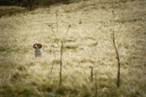 Chien beagle regarder dehors dans l'herbe haute — Photo de stock