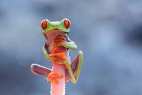 Rana arborícola de ojos rojos - foto de stock