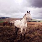 Pâturage des chevaux dans les champs — Photo de stock