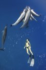 Гавайи, свободный ныряльщик, наблюдающий за дельфинами. — стоковое фото