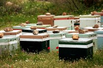 Beehives placed in grass — Stock Photo