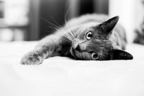 Cat lying on sofa — Stock Photo