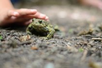 Дитина обережно торкається жаби — стокове фото