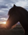 Cabeça de cavalo ao pôr do sol — Fotografia de Stock