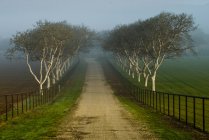 Calçada com árvores à beira da estrada — Fotografia de Stock