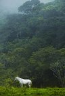 Білий кінь у джунглях — стокове фото