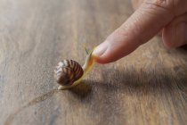 Escargot rampant sur le doigt mâle — Photo de stock