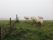 Moutons debout dans la prairie — Photo de stock
