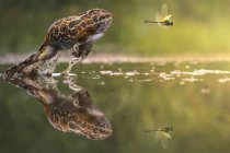 Frog chasing damselfly — Stock Photo