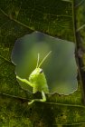 Closure up view of Grasshopper on leaf — стоковое фото