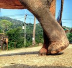 Primer plano de los pies de elefante - foto de stock