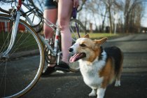 Pembroke Welsh Corgi standing by side of bicycle — Stock Photo