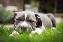Спящий щенок на траве — стоковое фото