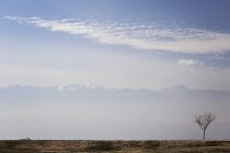 Albero singolo con montagne — Foto stock