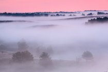 Nationalpark Veluwezoom im Nebel bei Sonnenuntergang — Stockfoto