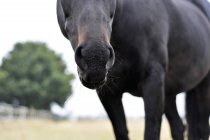 Портрет чорного коня — стокове фото