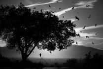 Aves silhuetas e árvores — Fotografia de Stock