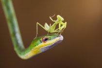 Mantis on head of snake — Stock Photo